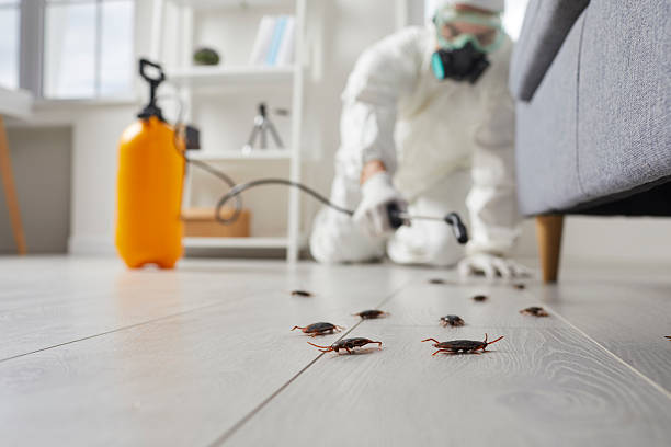 Commercial Rodent Management in Imperial
